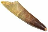 Fossil Spinosaurus Tooth - Real Fossil Tooth #372912-1